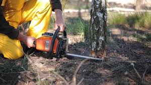 Best Tree and Shrub Care  in Friend, NE