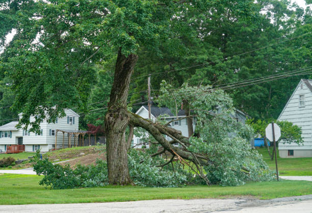 Friend, NE  Tree Services Company