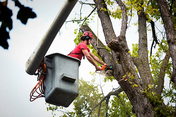 Why Choose Our Tree Removal Services in Friend, NE?