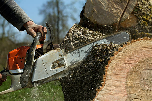 Tree and Shrub Care in Friend, NE